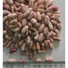 New Crop Lange Form Speckled Kidney Bohnen